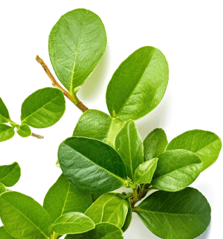 Glucotrust Natural Ingredients