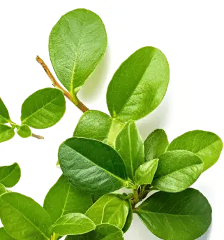 Glucotrust Natural Ingredients