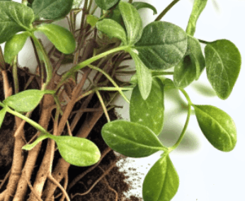 Glucotrust Natural Ingredient Licorice Root